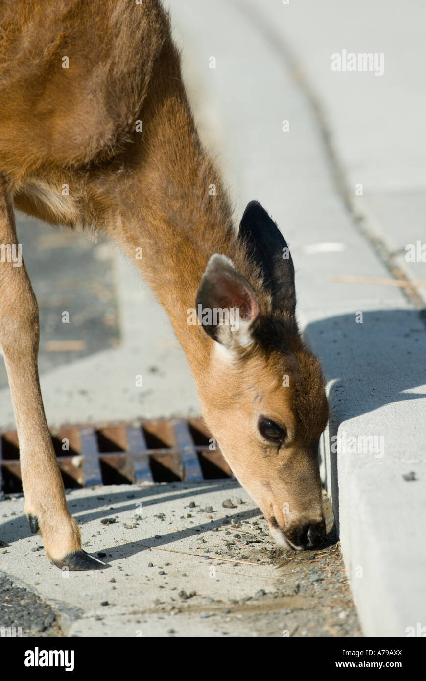 Salt licks deer hires stock photography and images Alamy