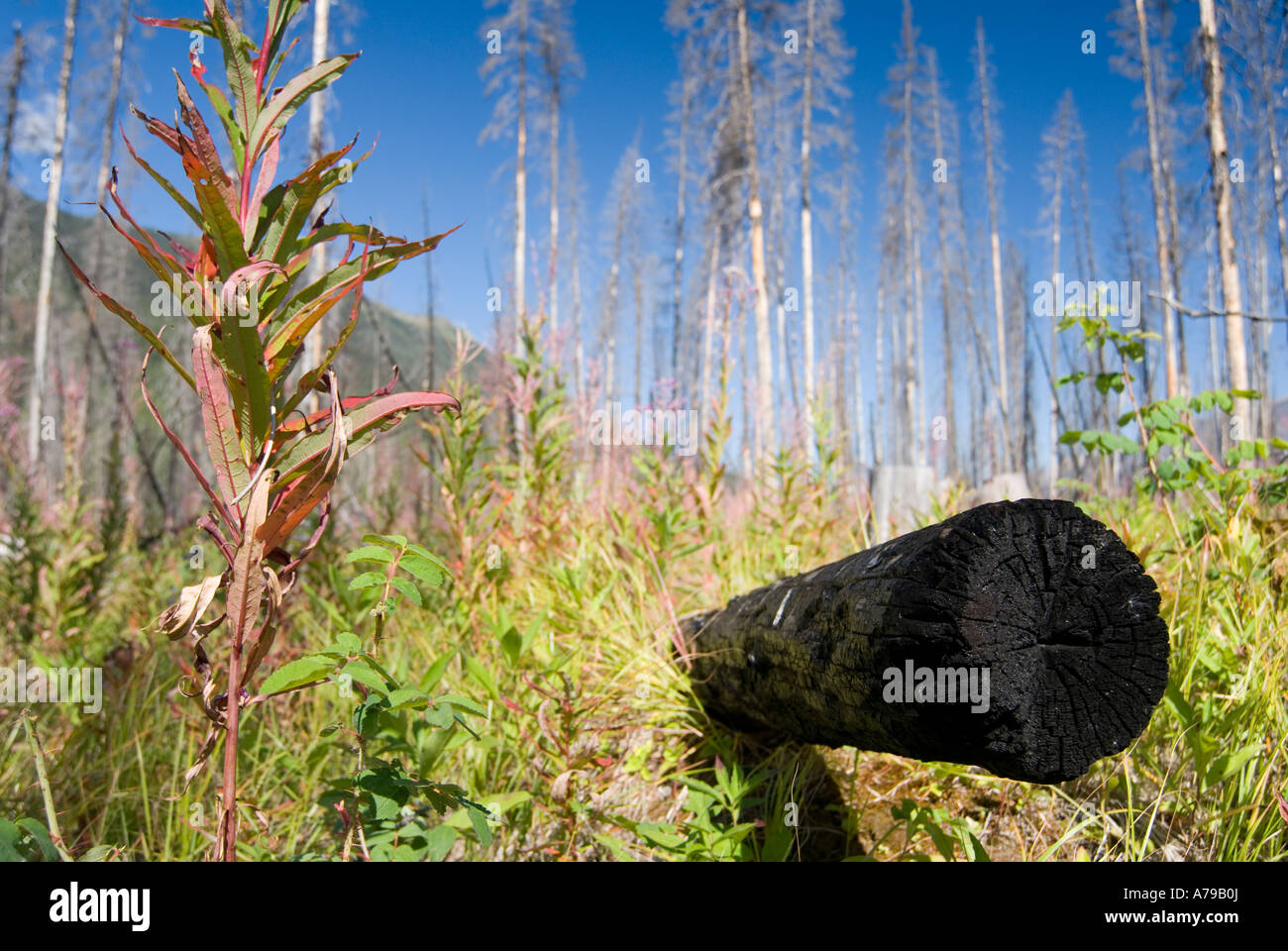 Forest regeneration after a forest fire in Kootenay National Park ...