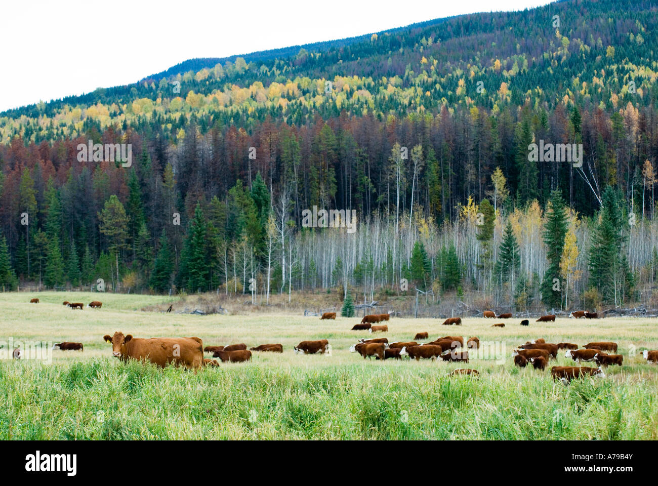 Cattle on a ranch near Horsefly BC Stock Photo Alamy