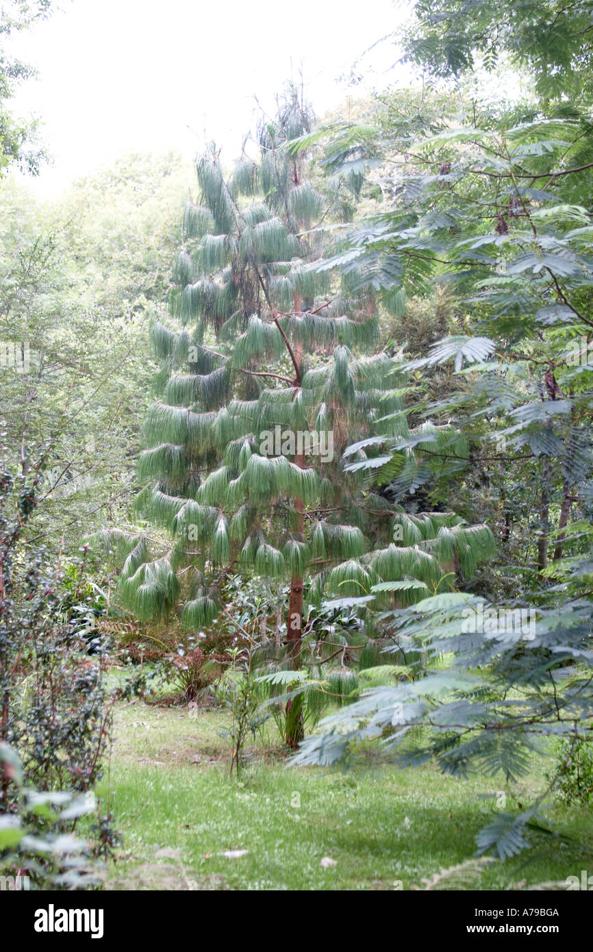 Unusual fir tree in gardens of Derrynane House home of Daniel O Connell The Liberator in County Kerry Ireland or Eire Stock Photo