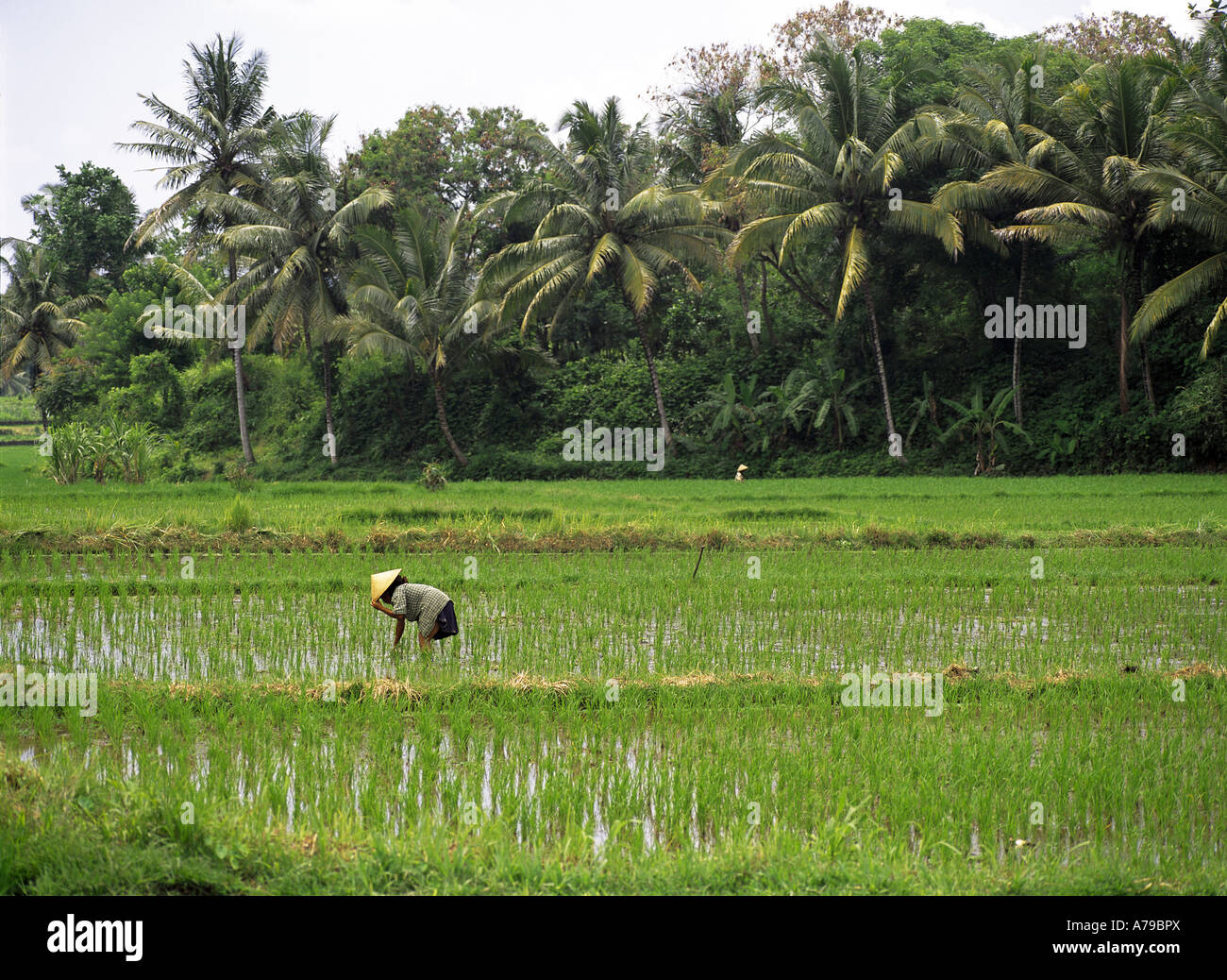 Ubud Rice Patty Rice paddy planting Ubud Bali Indonesia Stock Photo - Alamy