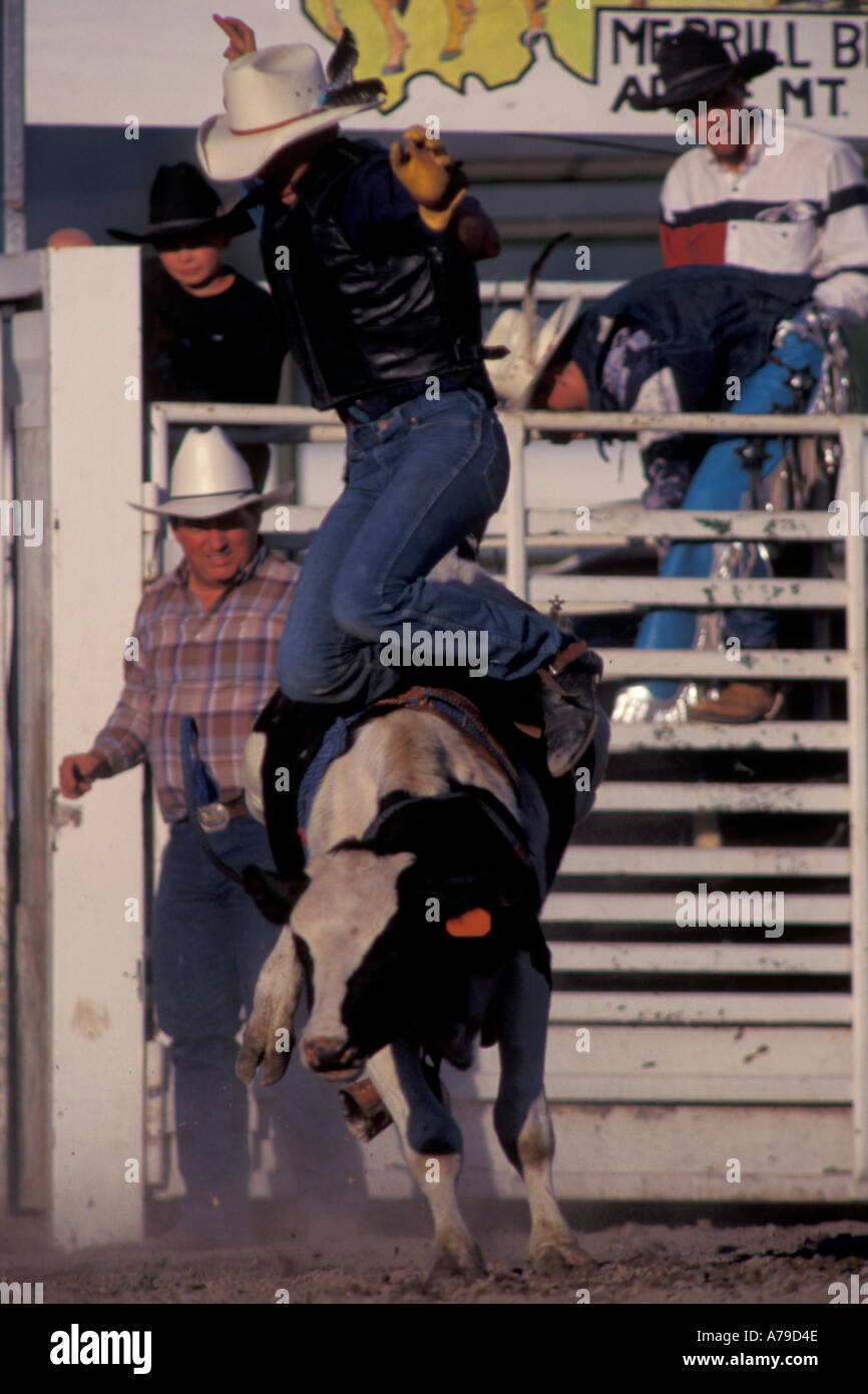 Bull Rider Being Thrown Rodeo Arlee Montana Stock Photo Alamy