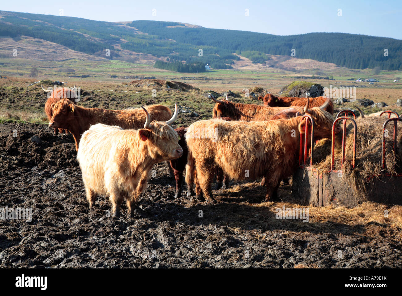 Cattle Ring Feeder Stock Photos Cattle Ring Feeder Stock Images