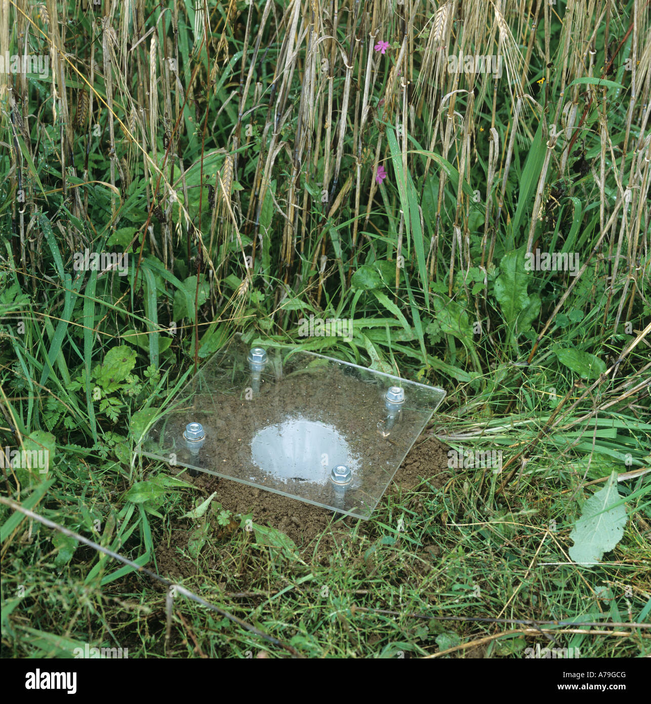 Pitfall trap with a rain cover for monitoring ground active arthropod populations Stock Photo