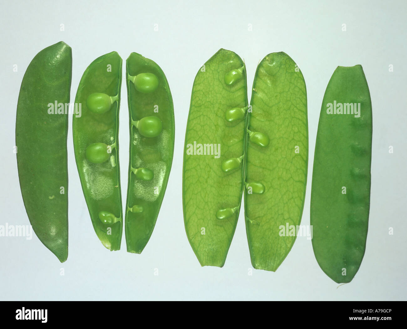 Mangetout sugar snap with pods open to show seed size comparison Stock Photo