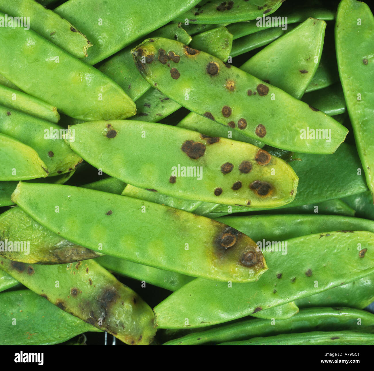 Ascochyta pod spot Ascochyta pisi spots on supermarket mangetout pods Stock Photo