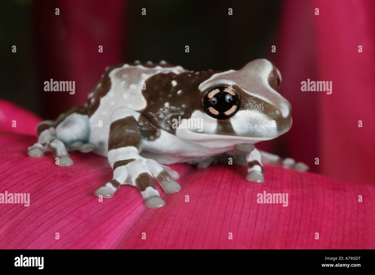 Amazonian Milk Frog, Phrynohyas resinifictrix, South America Stock