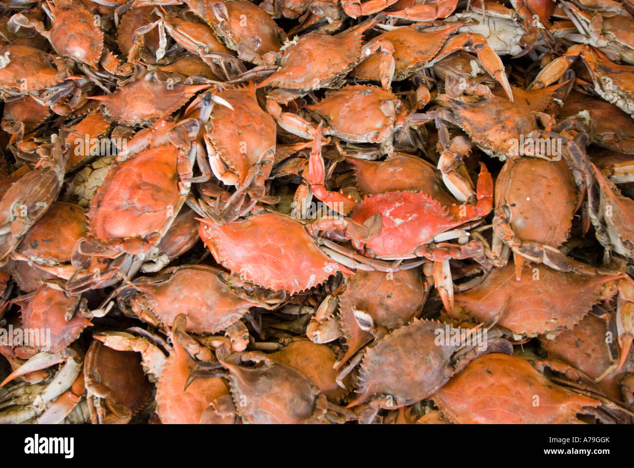 Washington DC Food fresh fish and shellfish market on Maine Ave selling