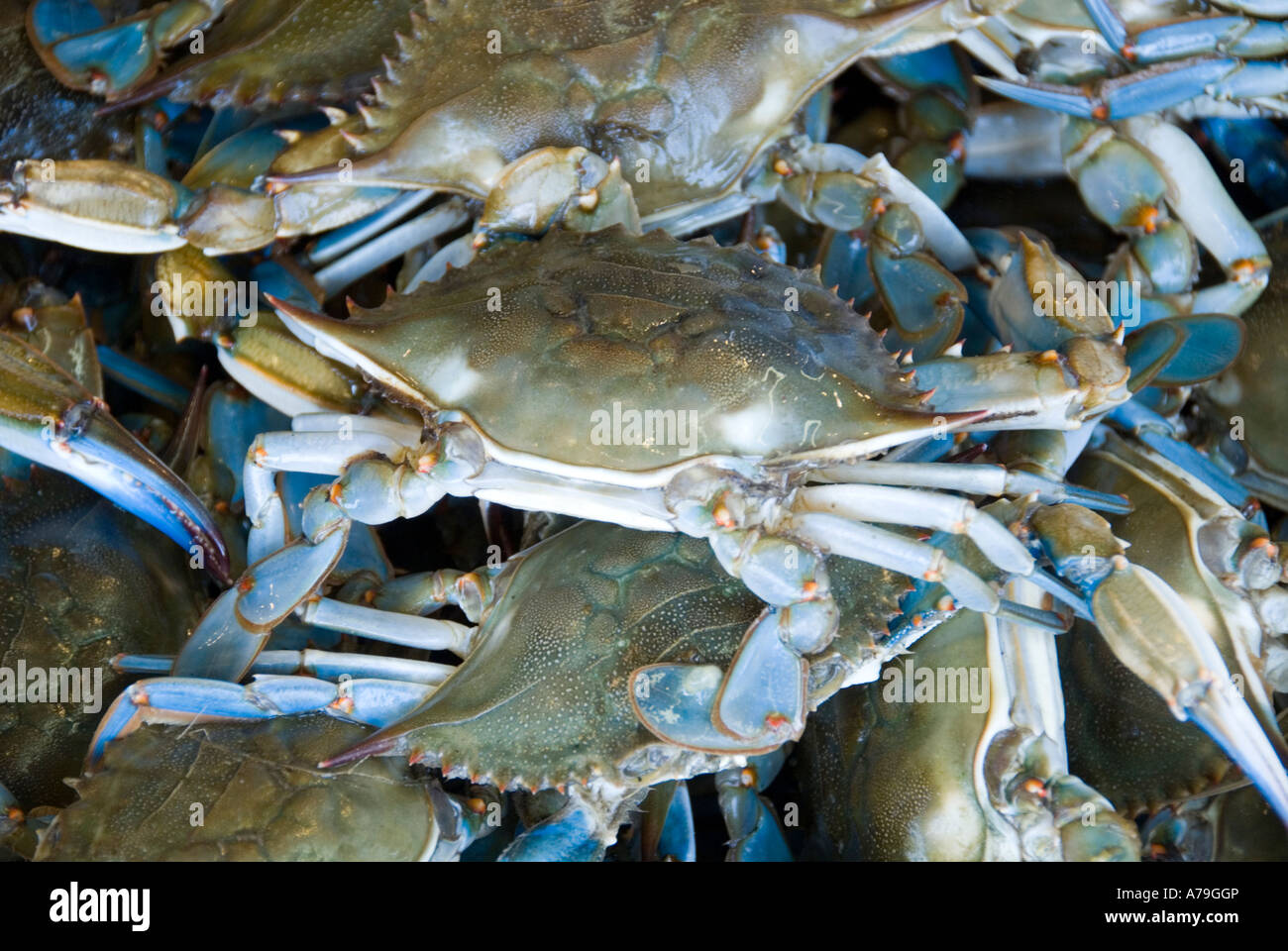 Washington DC Food fresh fish and shellfish market on Maine Ave selling