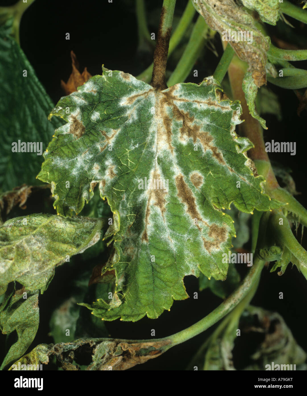 American gooseberry mildew Sphaerotheca mors uvae infection on blackcurrant leaf Stock Photo