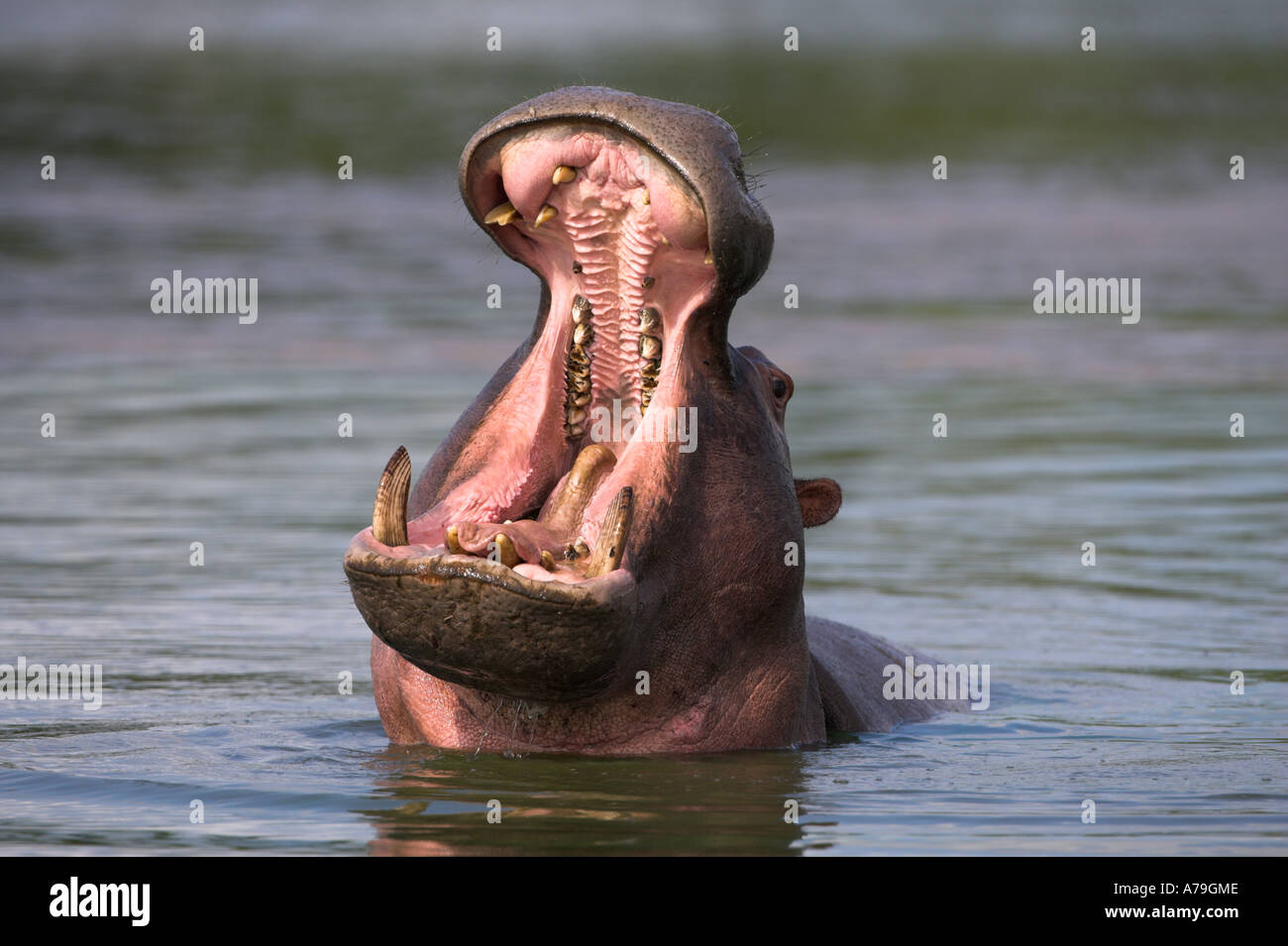 Hippo Hippopotamus amphibius yawning in Kruger National park Mpumalanga South Africa Stock Photo