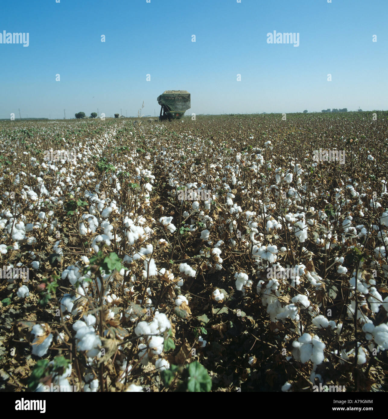 Cotton Picker High Resolution Stock Photography and Images Alamy