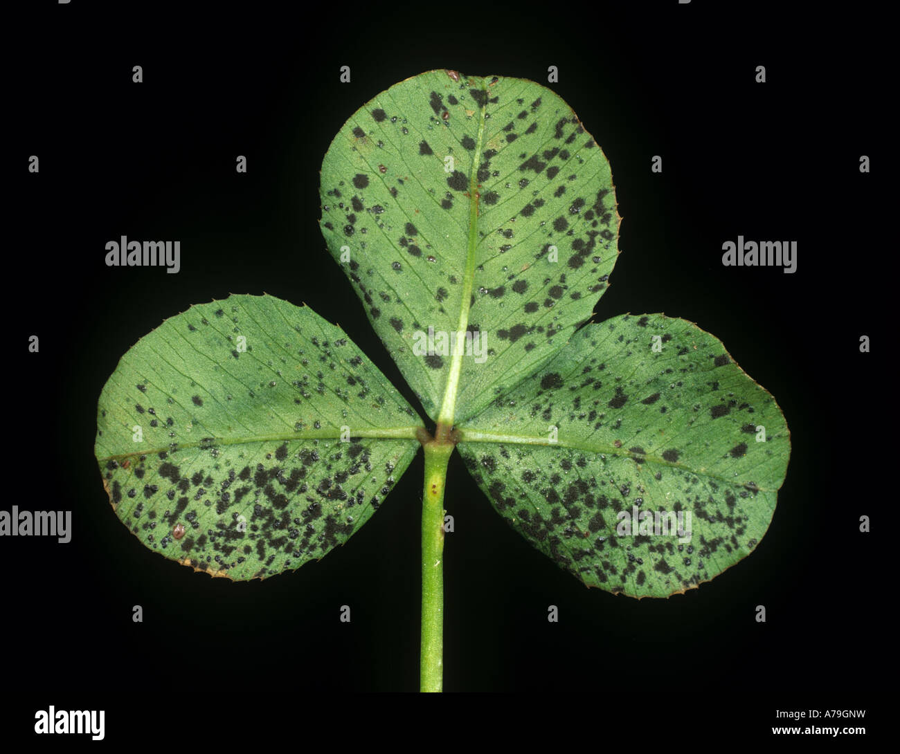 Black blotch Cymadothea trifolii dark discreet spots on white clover leaf surface Stock Photo