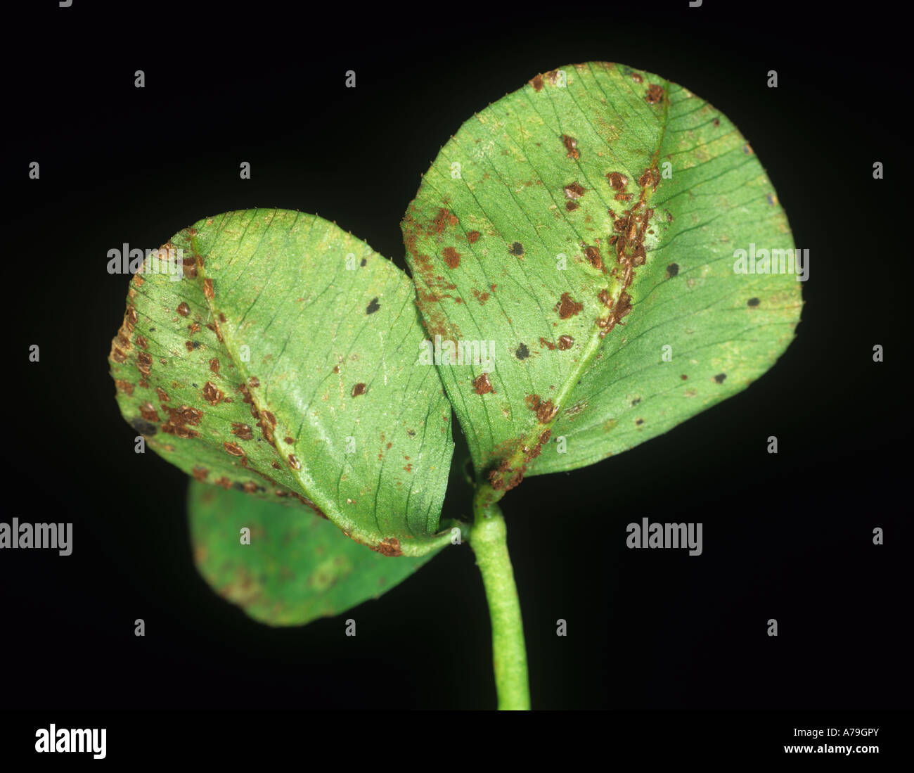 Clover rust Uromyces nerviphilus pustules on the underside of white clover leaves Stock Photo