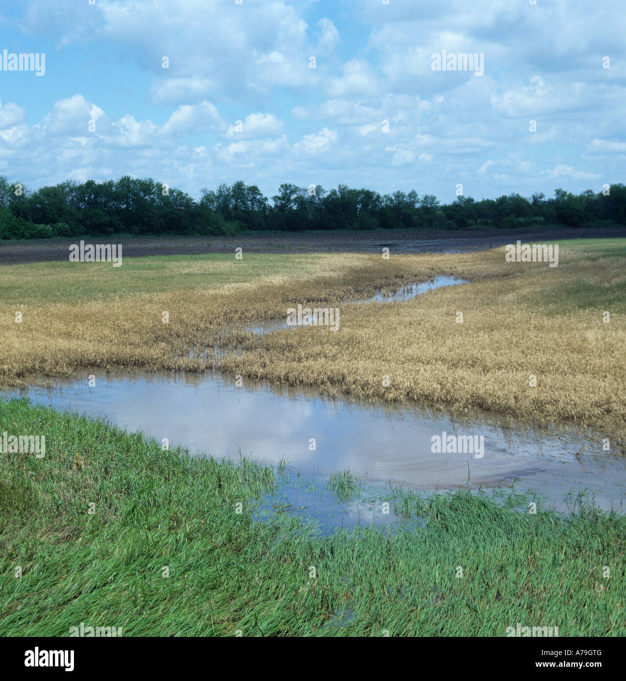 Wheat crop close to the river destroyed by spring floods Kansas USA Stock Photo