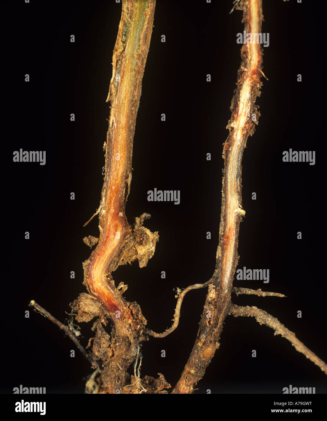 Root section of pea plant to show red staining caused by foot rot Fusarium solani Stock Photo