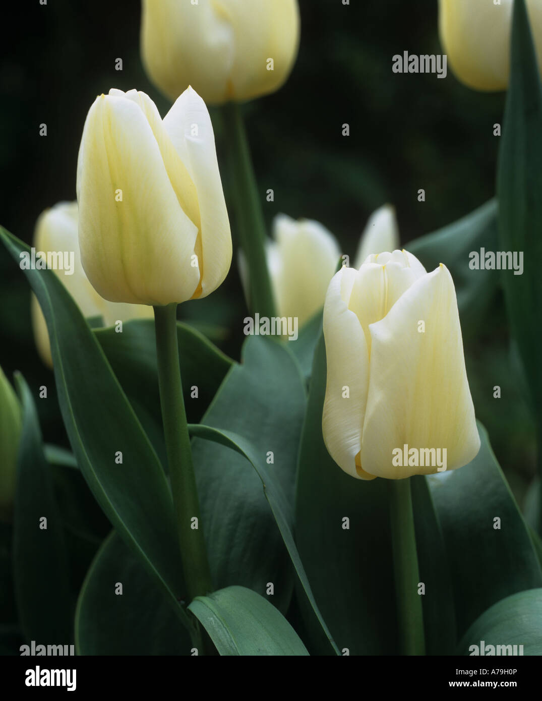 Tulipa Calgary flowers Stock Photo