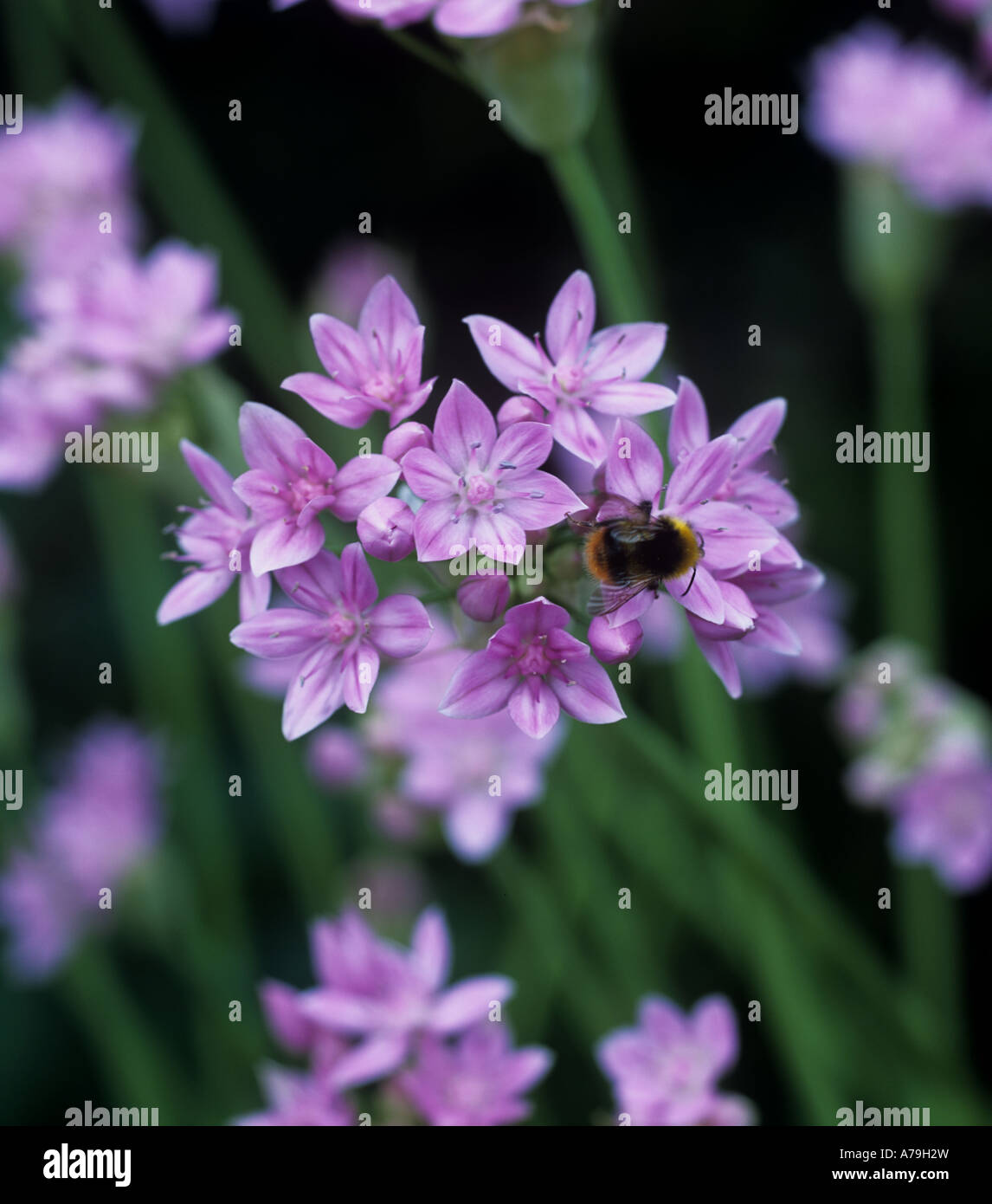 Allium unifolium flower with a small bumblebee visiting Stock Photo