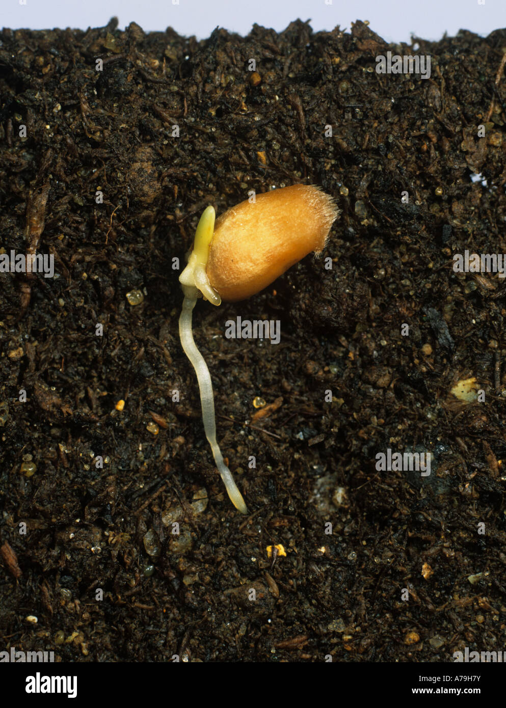 Germinating wheat seed with first root radicle and plumule emerging Stock Photo