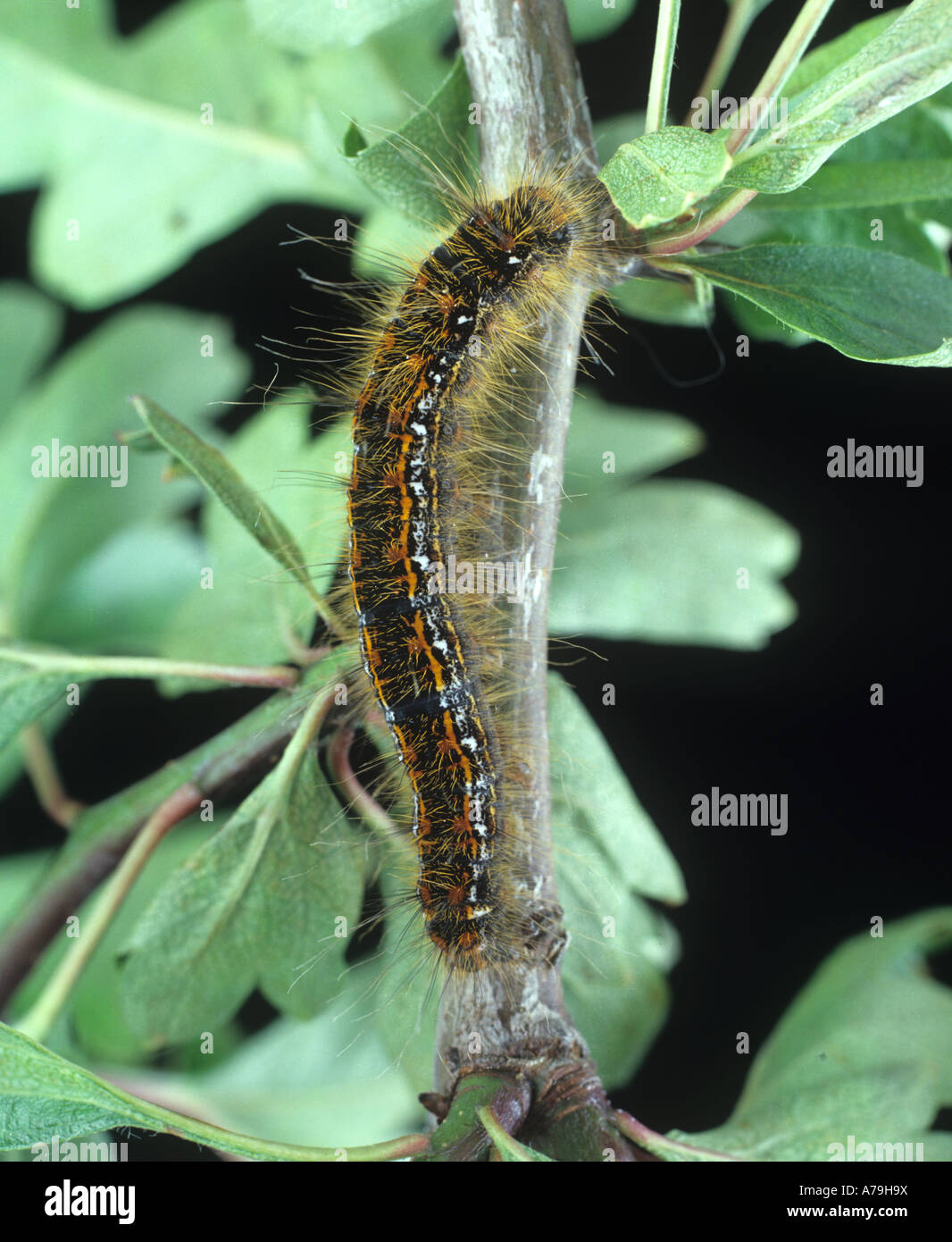 Brown Tail Moth Euproctis Chrysorrhoea Caterpillar On Hawthorn Stock brown-tail-moth-euproctis-chrysorrhoea-caterpillar-on-hawthorn-stock