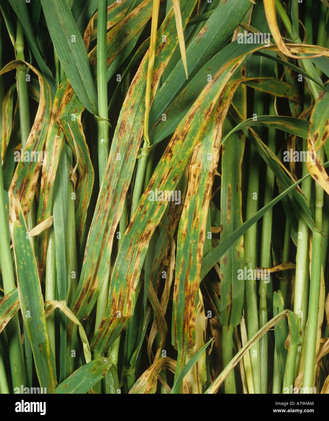 Net blotch Pyrenophora teres infected leaves of maturing barley crop Stock Photo