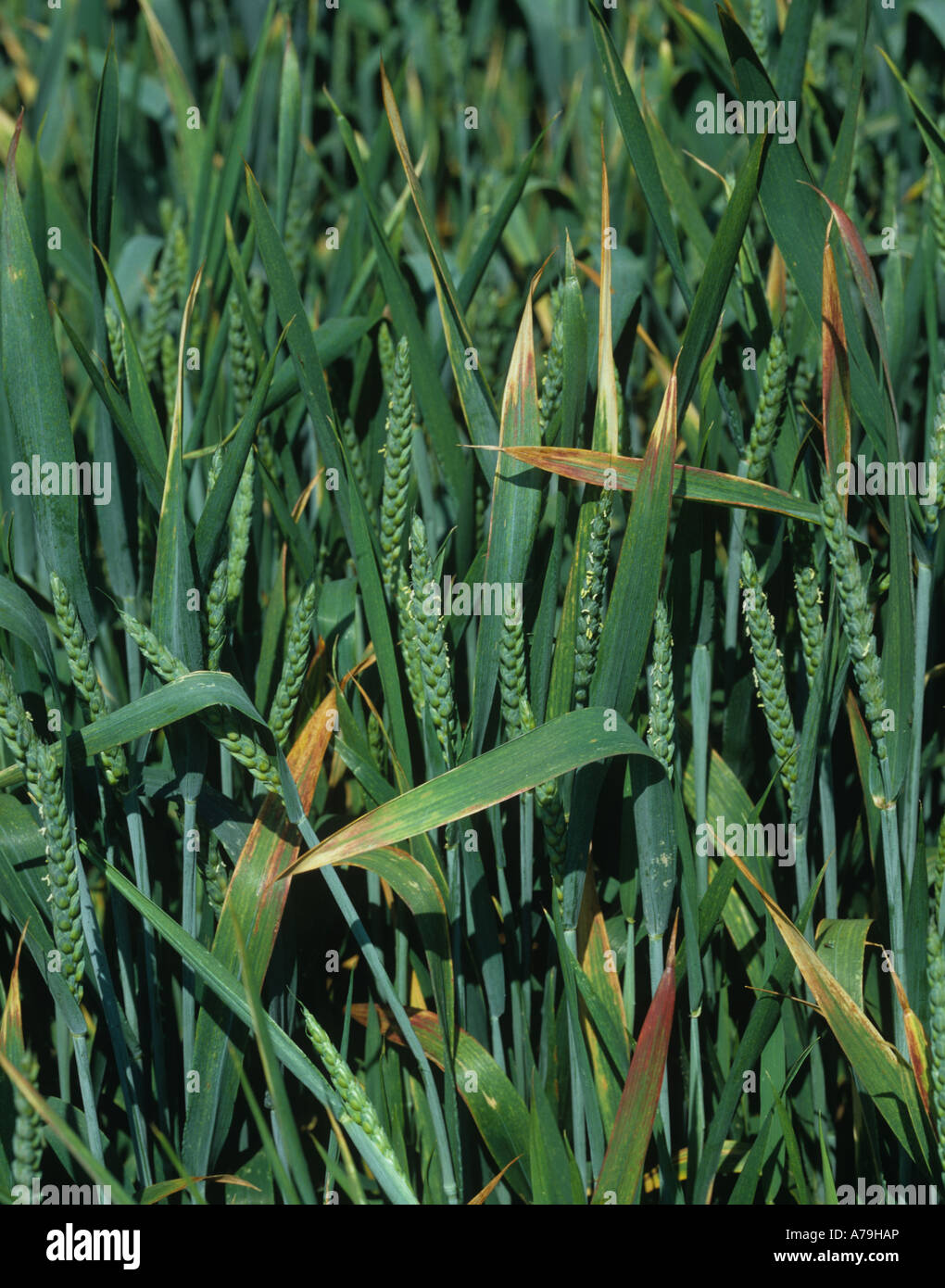 BYDV chlorosis and reddening on leaves and flag leaves of a wheat crop in ear Stock Photo