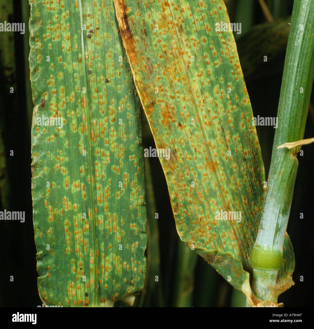 Brown rust Puccinia hordei infection and pustules on barley leaves Stock Photo