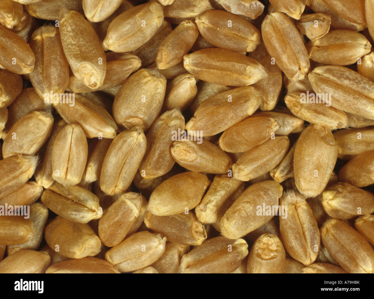 Canadian Western red spring milling wheat grain used in bread flour