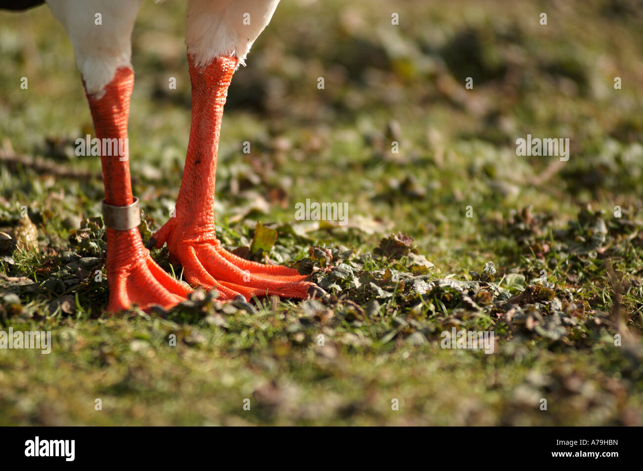 bed bird feet hires stock photography and images Alamy