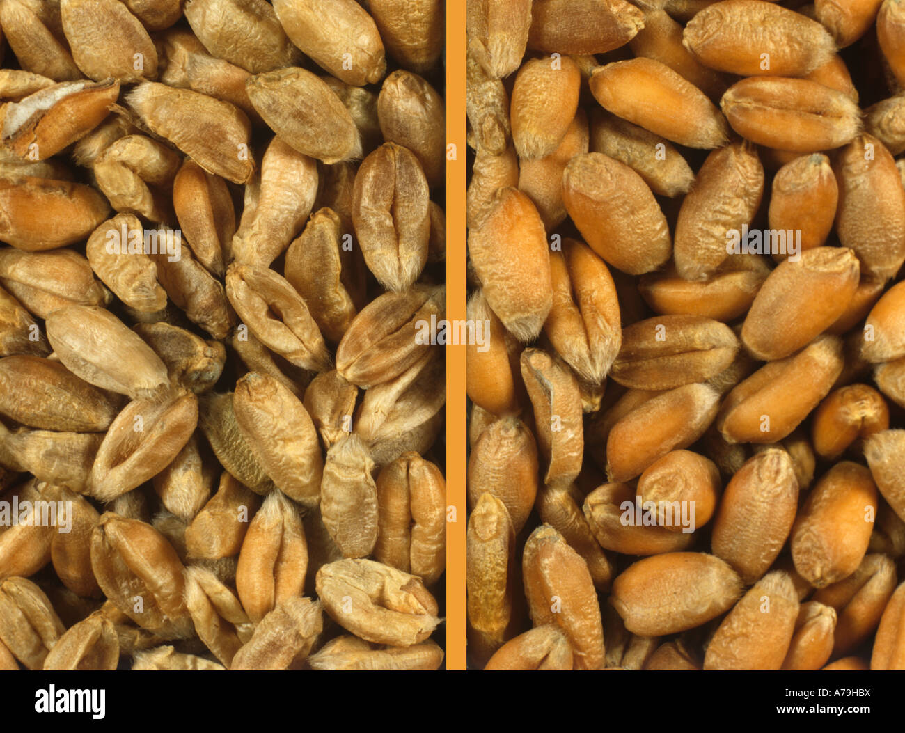 Comparison between diseased shrivelled wheat grain and plump healthy seed Stock Photo