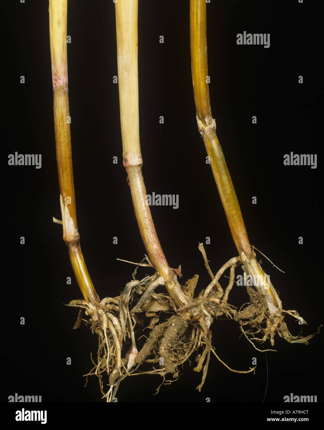 Fusarium foot rot infection Fusaium sp on wheat stem bases Stock Photo
