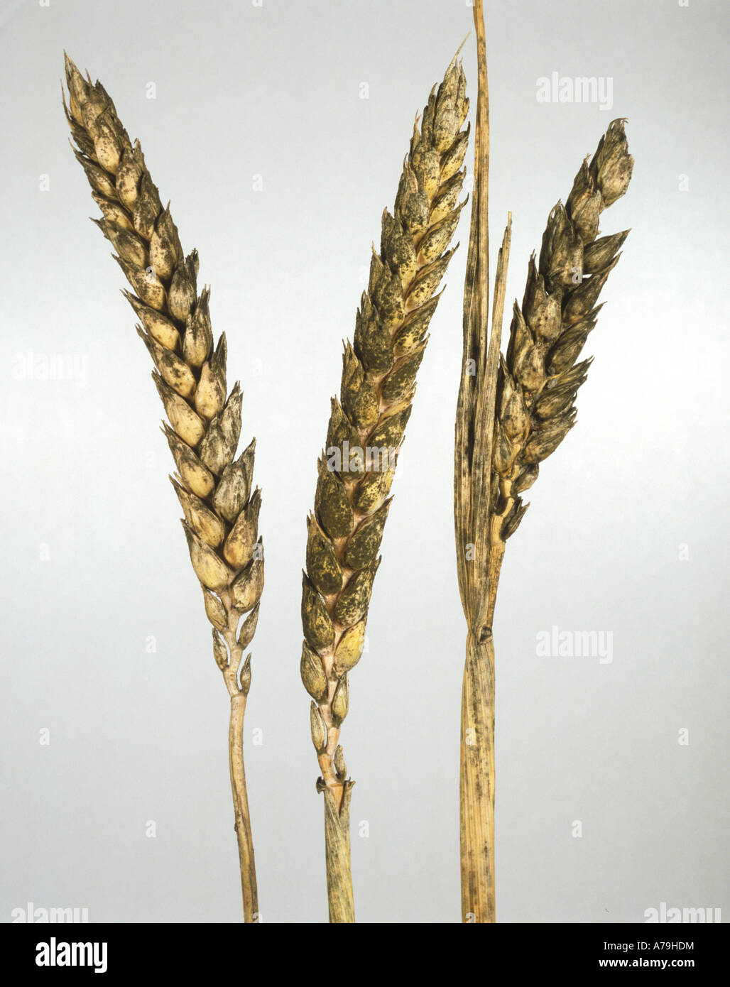 Sooty mould Cladosporium herbarum on ripe wheat ears at harvest Stock Photo