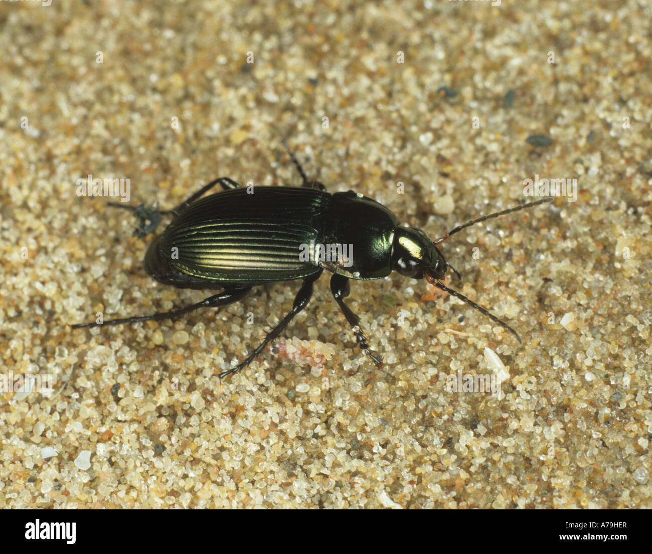 A ground beetle Harpalus affinis adult predatory beetle, apredator of small invertebrates on sand Stock Photo