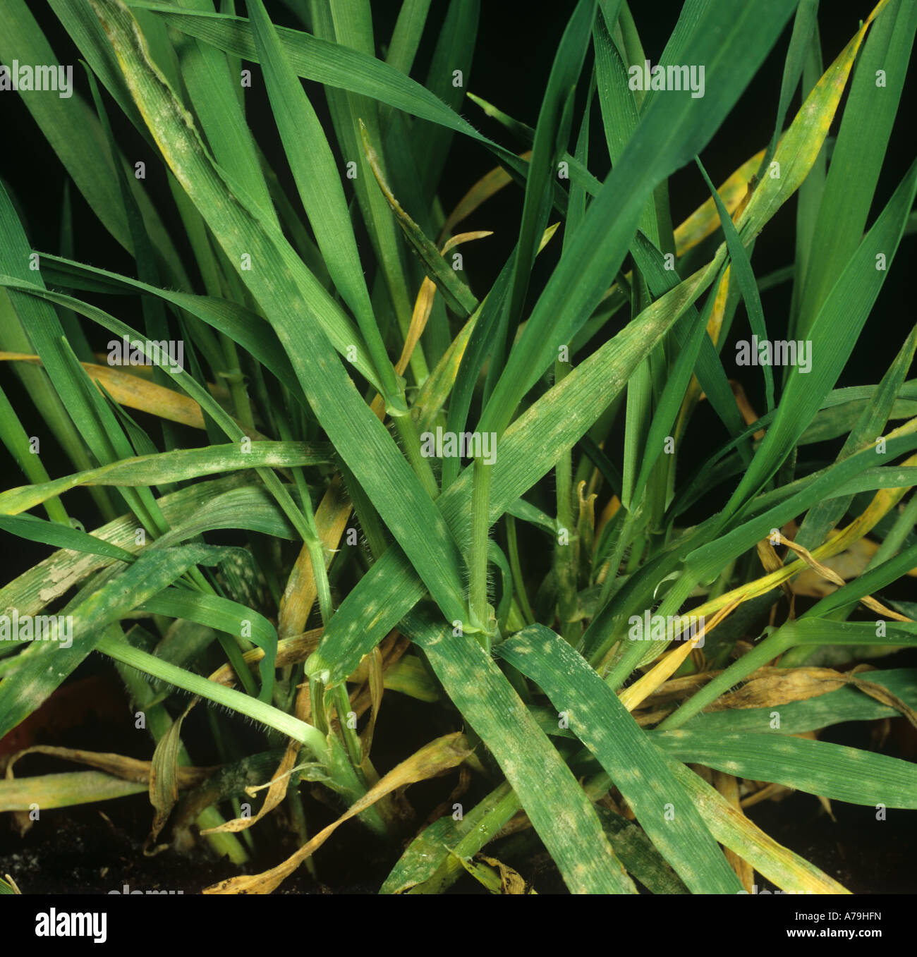 Powdery mildew (Blumeria graminis f.sp. hordei)disease infection on lower leaves of young barley plant Stock Photo