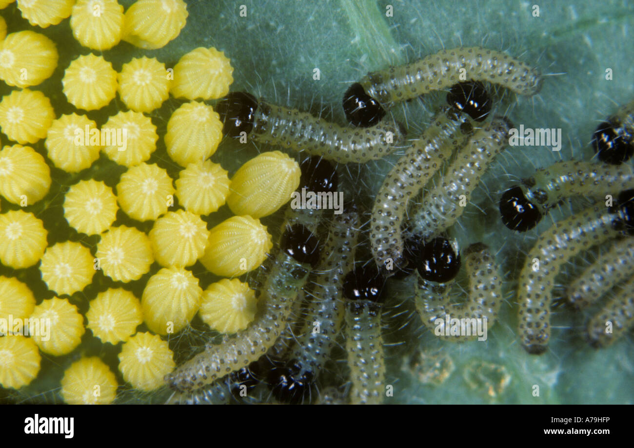 Large white butterfly Pieris brassicae young caterpillars eggs on a nasturtium leaf Stock Photo