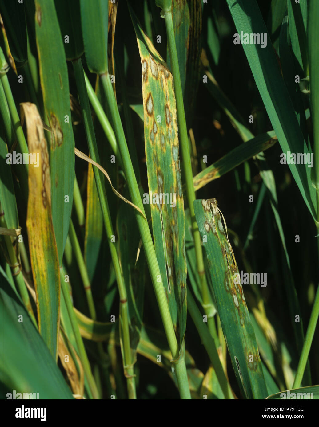 Barley leaf blotch Rhynchosporium secalis leaf lesions on a maturing barley crop Stock Photo