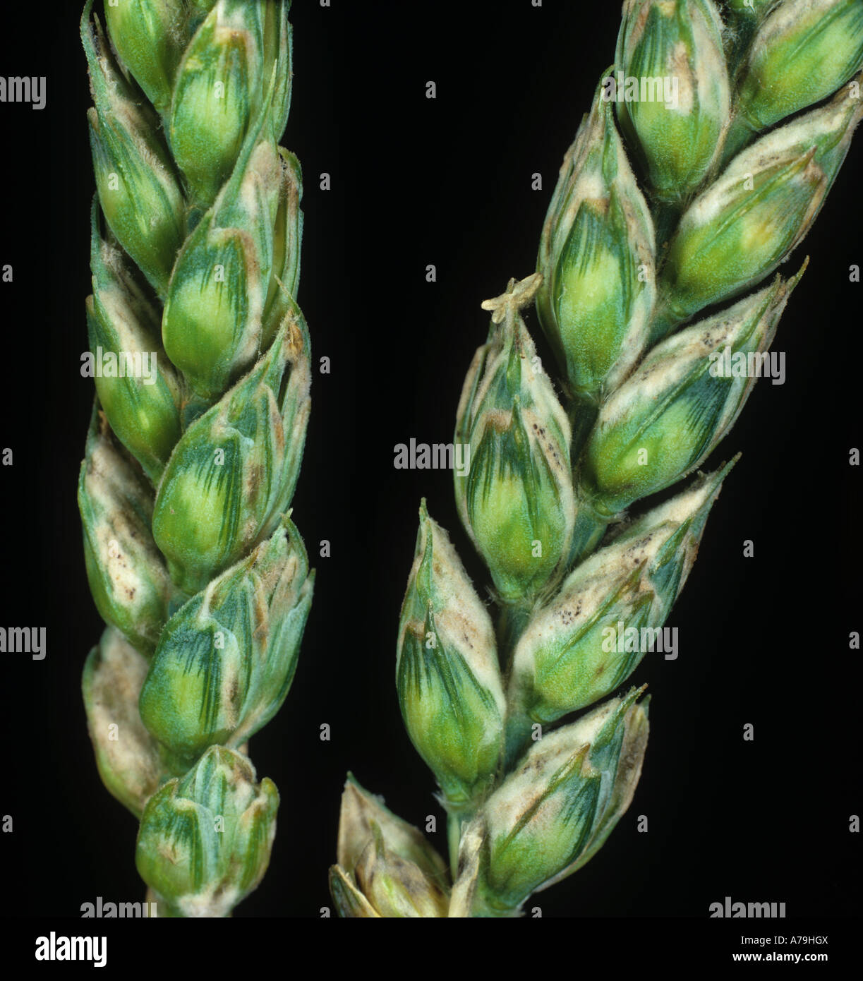 Powdery mildew Erysiphe graminis infection on wheat ears and grains