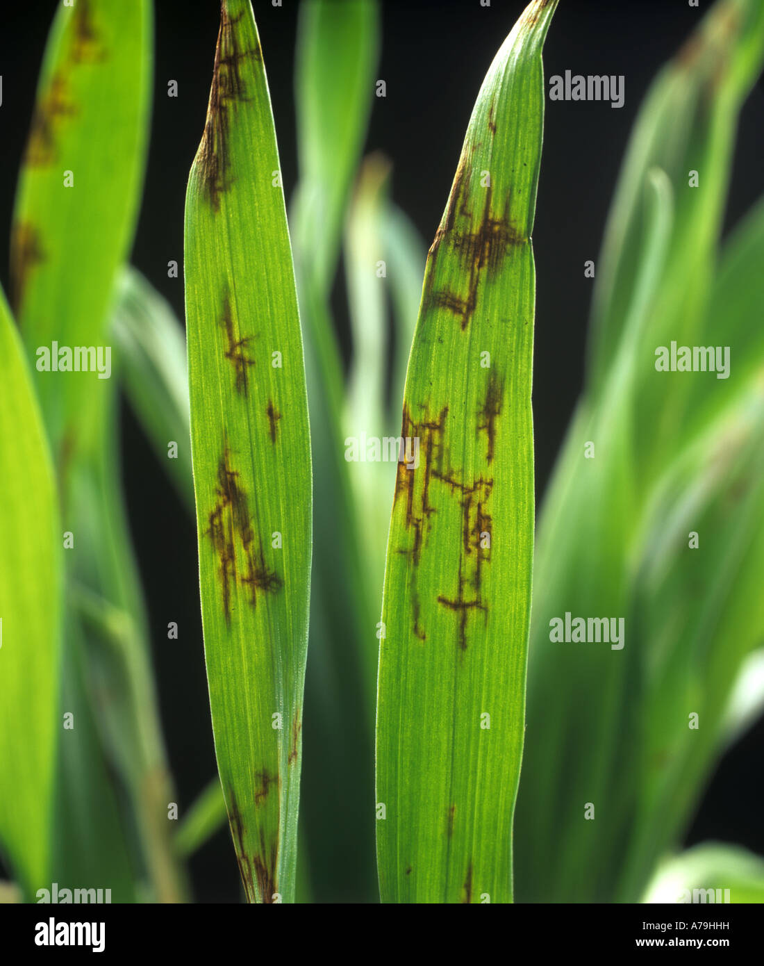 Net blotch Pyrenophora teres lesions on seedling barley leaves backlit Stock Photo