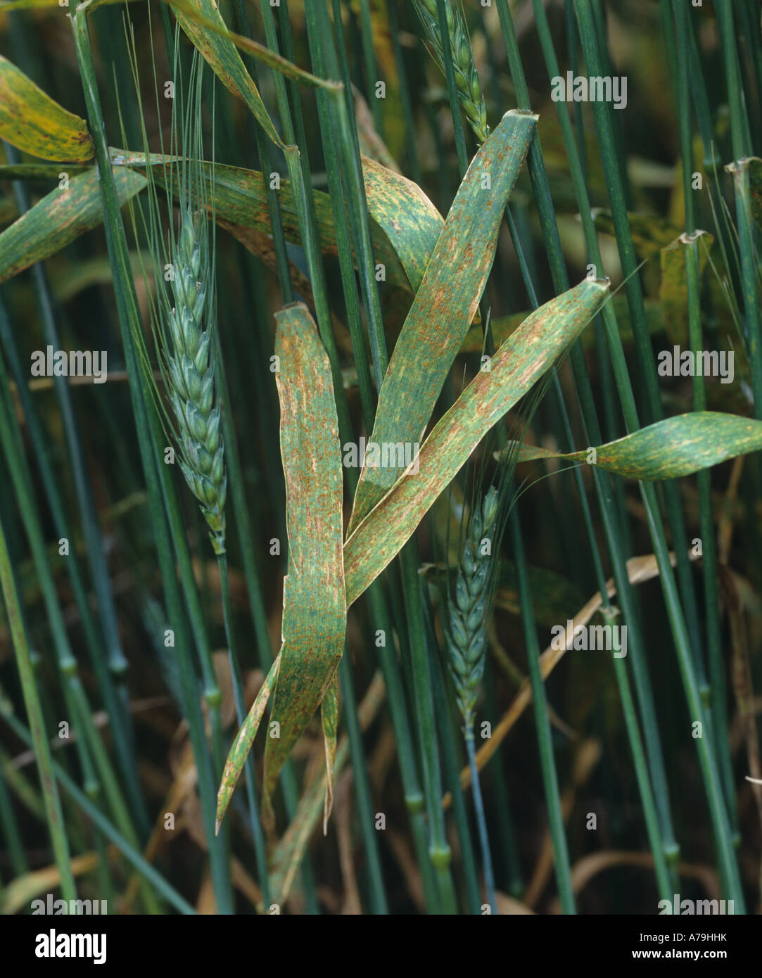 Wheat leaf or brown rust Puccinia triticina (recondita) infection on a awned wheat crop in Kansas USA Stock Photo