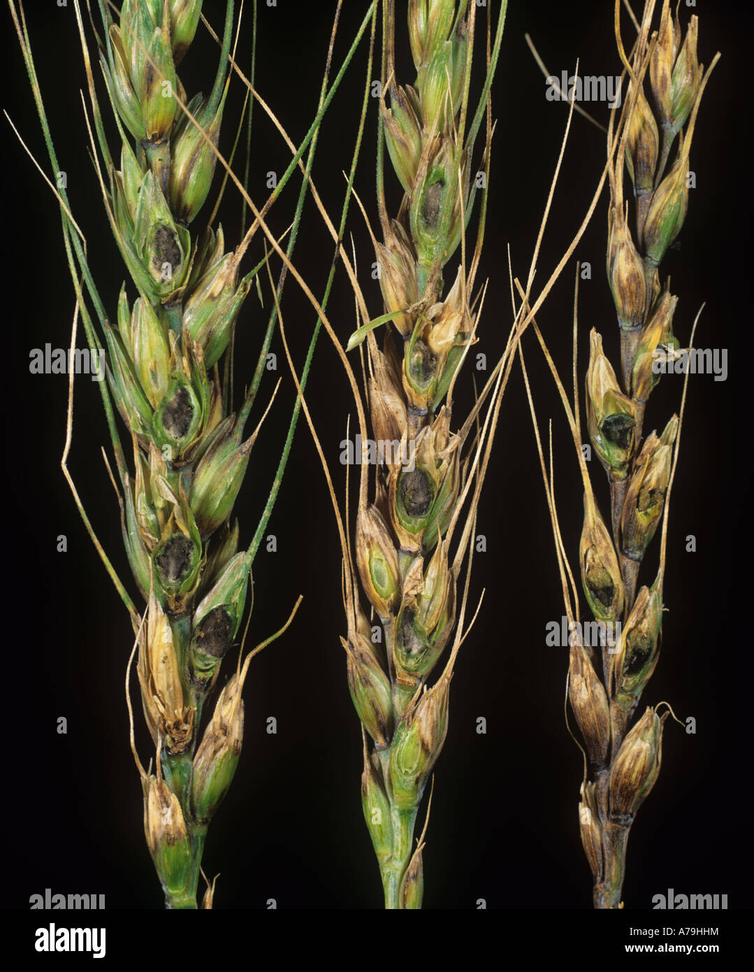 Bunt Tilletia tritici on bearded wheat grains replaced by bunt balls Stock Photo