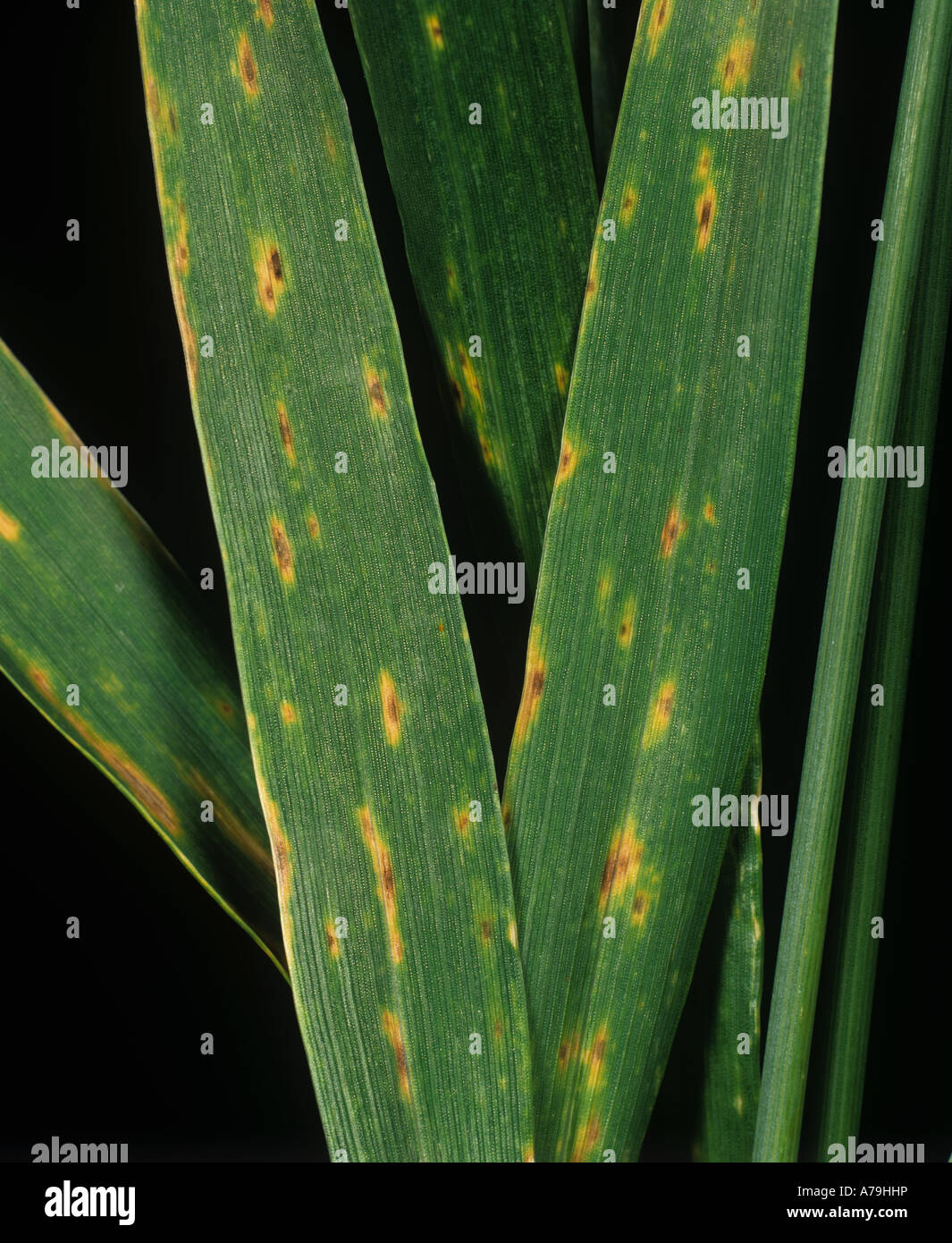 Tan spot Pyrenophora tritici repentis early infection on wheat crop Stock Photo