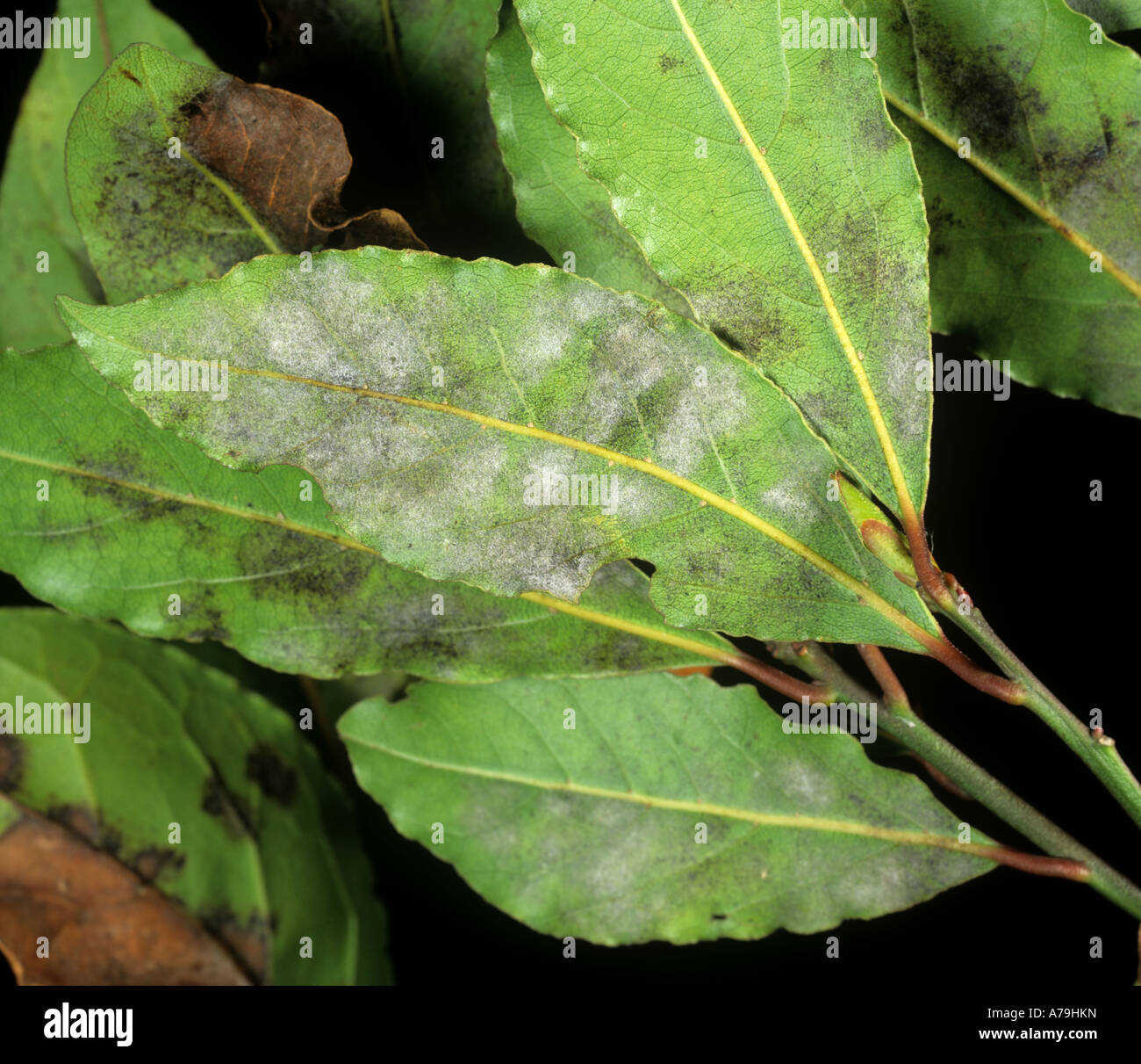 Powdery mildew Oidium lauraceum on sweet bay laurel Laurus nobilis Stock Photo
