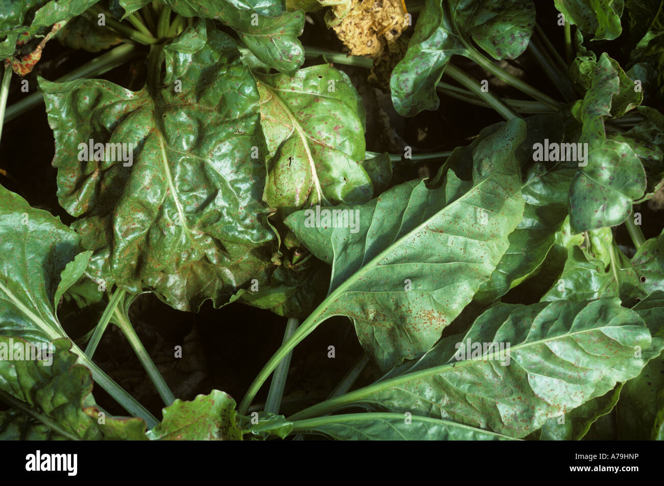 Sugar beet rust Uromyces betae infection on maturing crop leaves Stock Photo