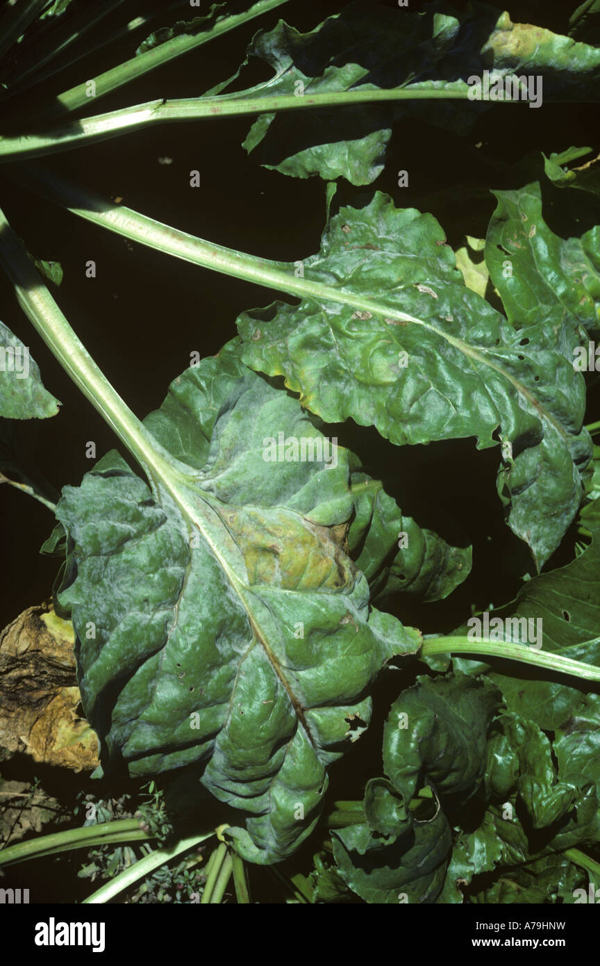 Sugar beet powdery mildew Erysiphe betae infection on maturing crop leaves Stock Photo