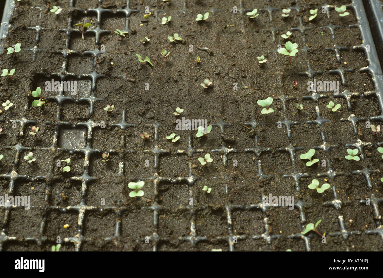 Damping off Pythium sp affecting the germination of cabbages in a seed