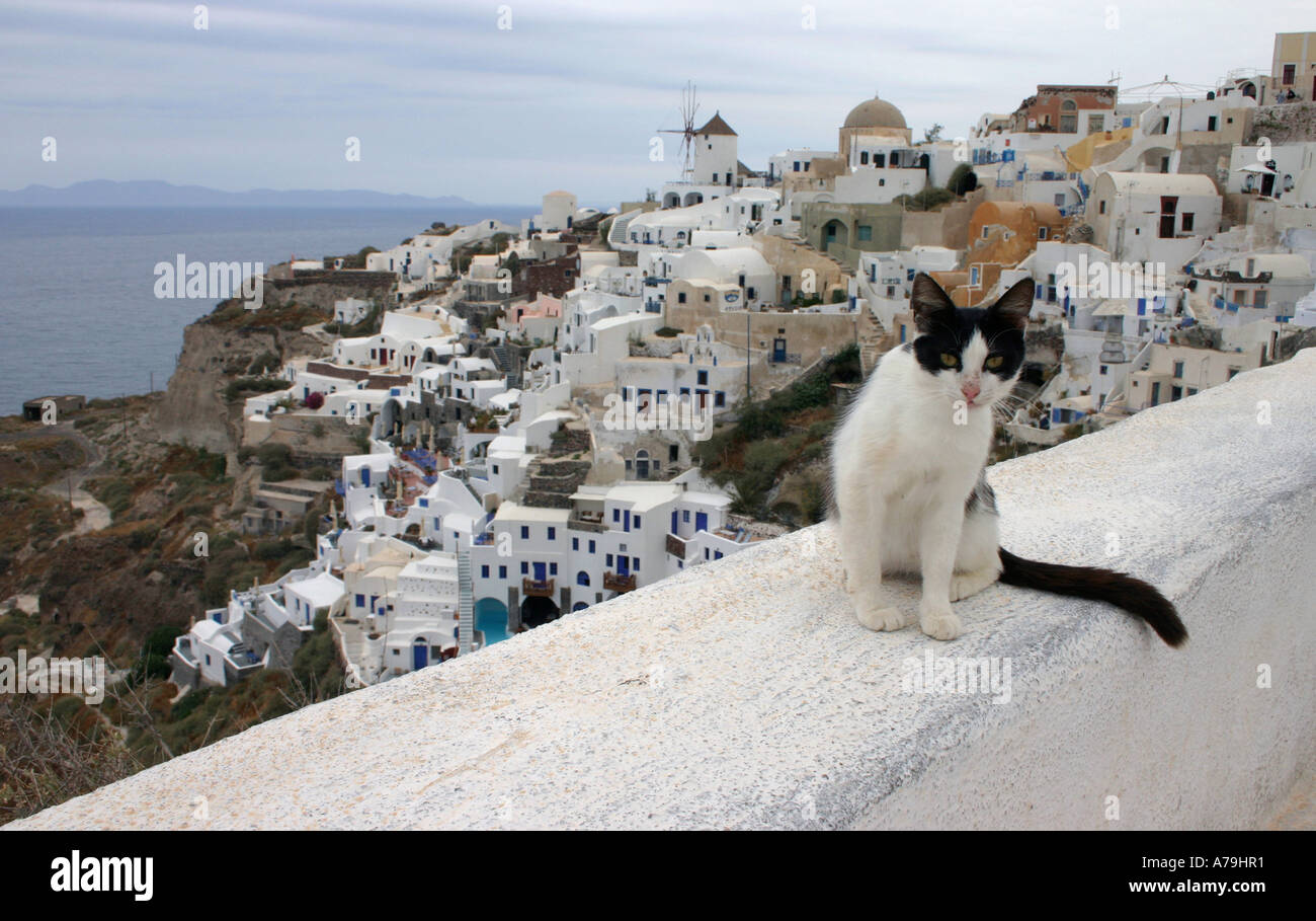 Uppercrust Cat: A cat sits on a a whitewashed wall in front of the pastel coloured boxy houses littered haphazardly in Oia town Stock Photo