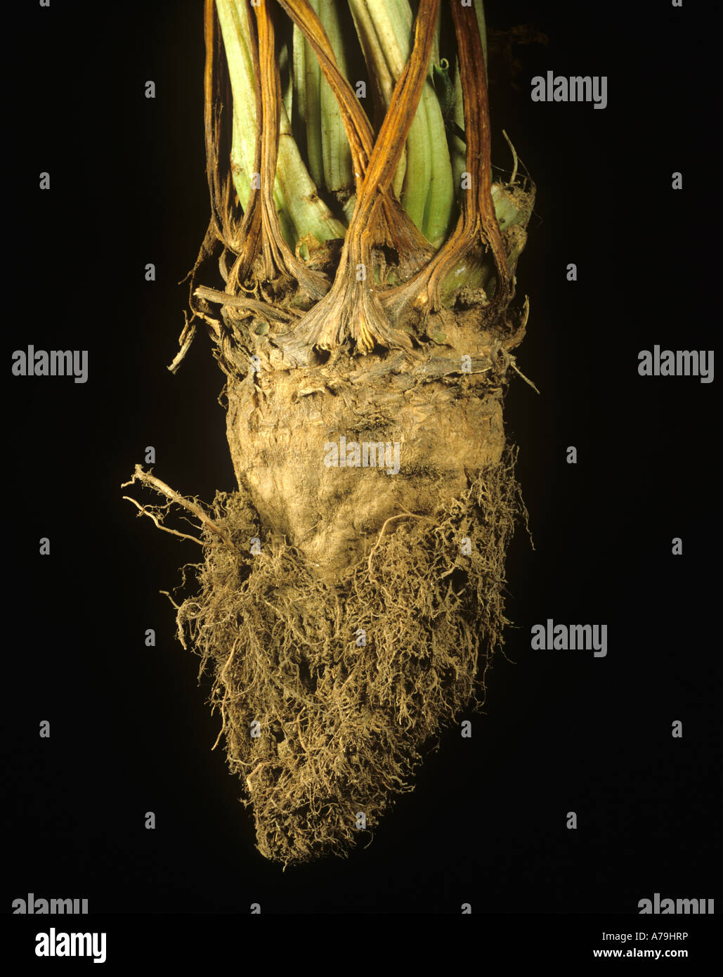 Necrotic yellow vein virus or rhizomania random adventitious root growth on a sugar beet root Stock Photo