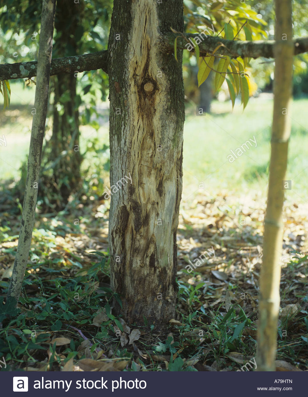 Root rot Phytophthora cinnamoni damage to durian wood Thailand Stock