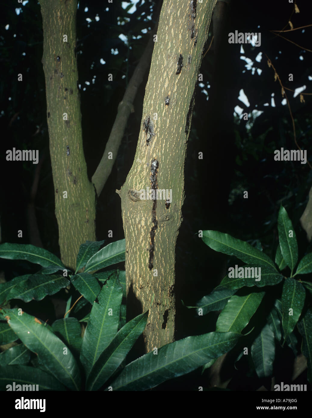 Physiological bleeding stem disorder resin exudation from a mango tree Thailand Stock Photo