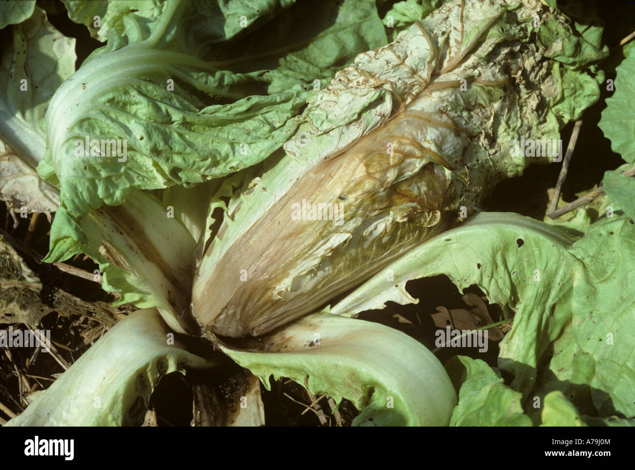 Bacterial soft rot Erwinia carotovorum on Chinese cabbage Thailand Stock Photo